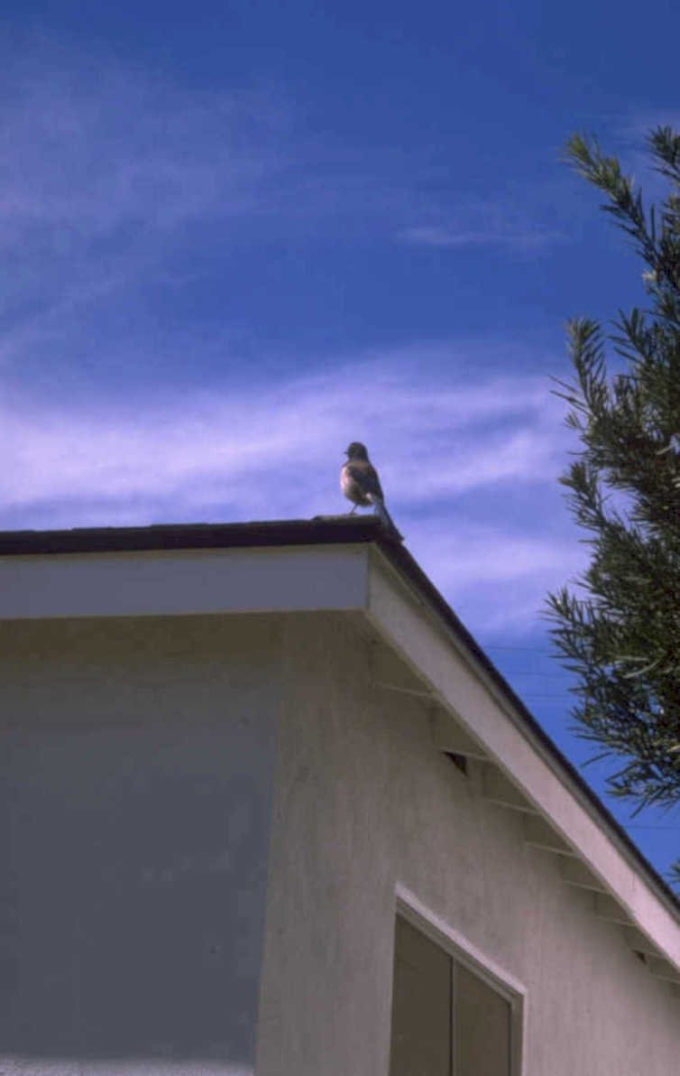 bird house sparrow 1980s 1990s A4 Photo Print