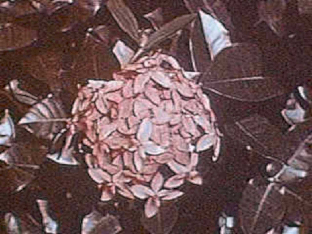 bird nest leaves1980s 1990s A4 Photo Print