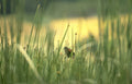 bird nuthatch wetland Vintage A4 Photo Print