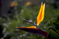 bird paradise bloom 1980s 1990s A4 Photo Print