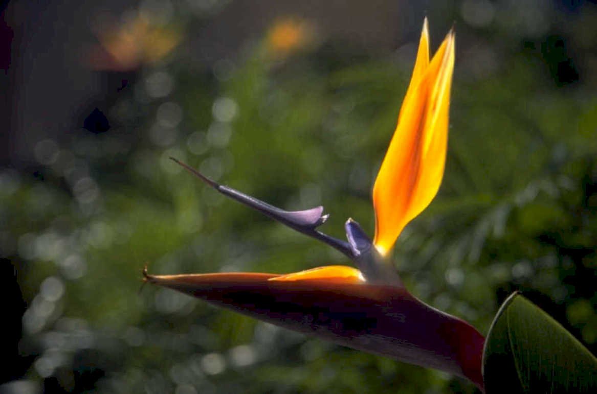bird paradise bloom 1980s 1990s A4 Photo Print