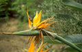 bird paradise flower 1 Vintage A4 Photo Print