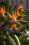 bird paradise flower 1980s 1990s A4 Photo Print 42