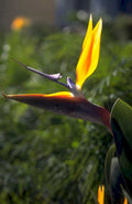 bird paradise flower 1980s 1990s A4 Photo Print