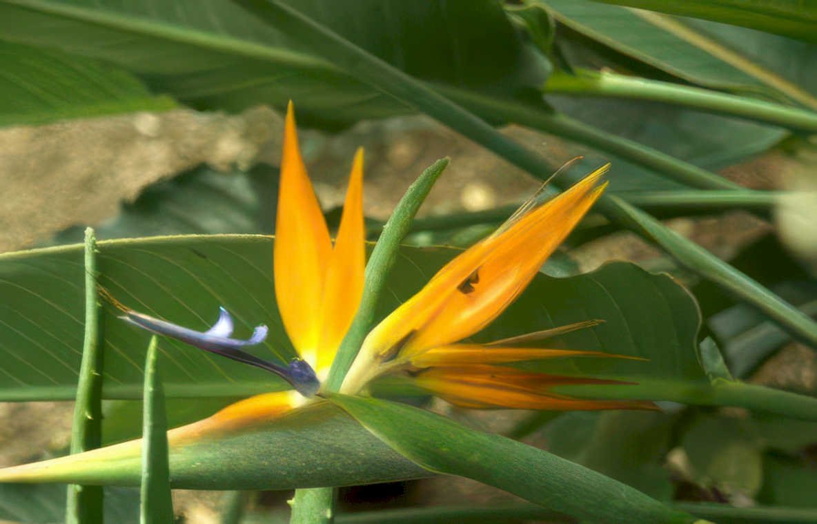 bird paradise flower 2 Vintage A4 Photo Print