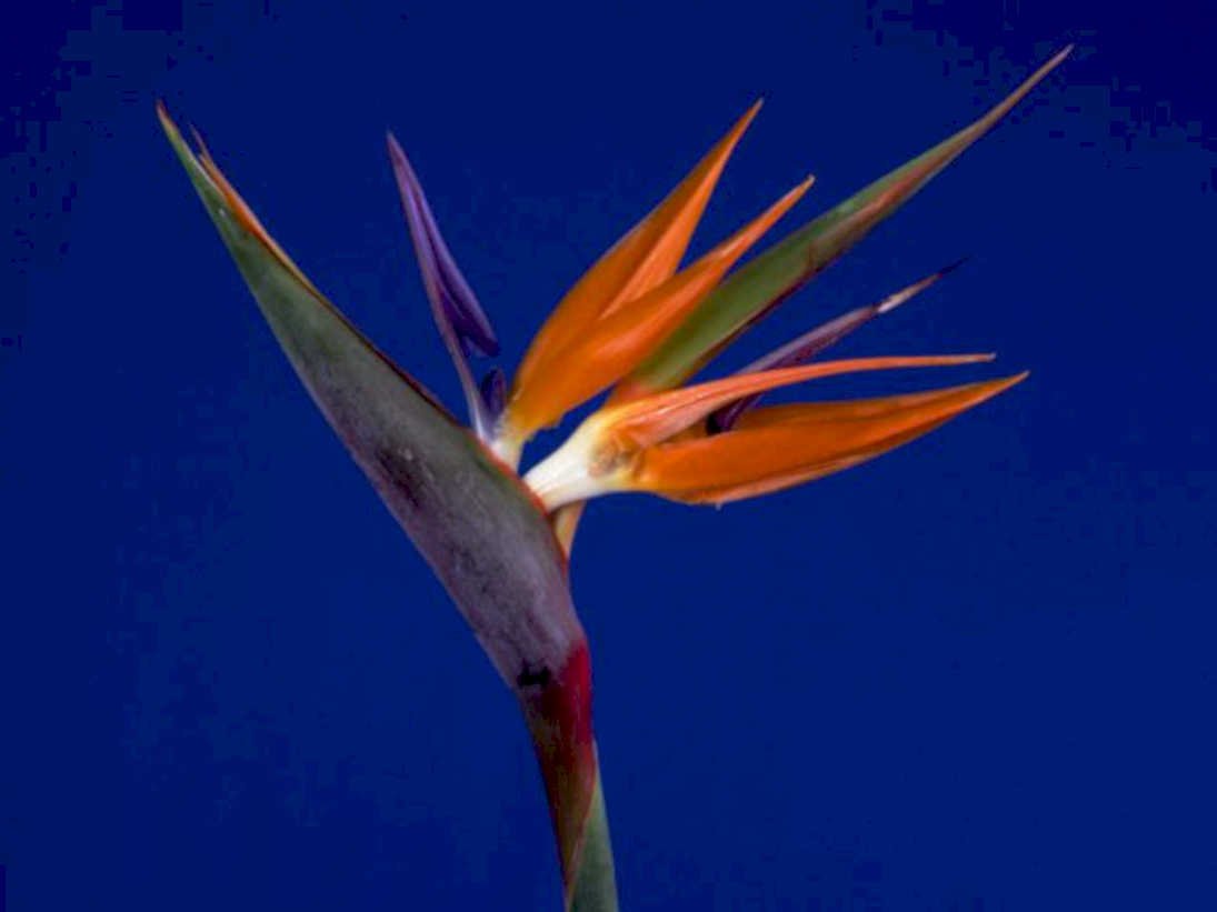 bird paradise flower1980s 1990s A4 Photo Print