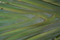 bird paradise leaf Tropical Plant 1980s A4 Photo Print