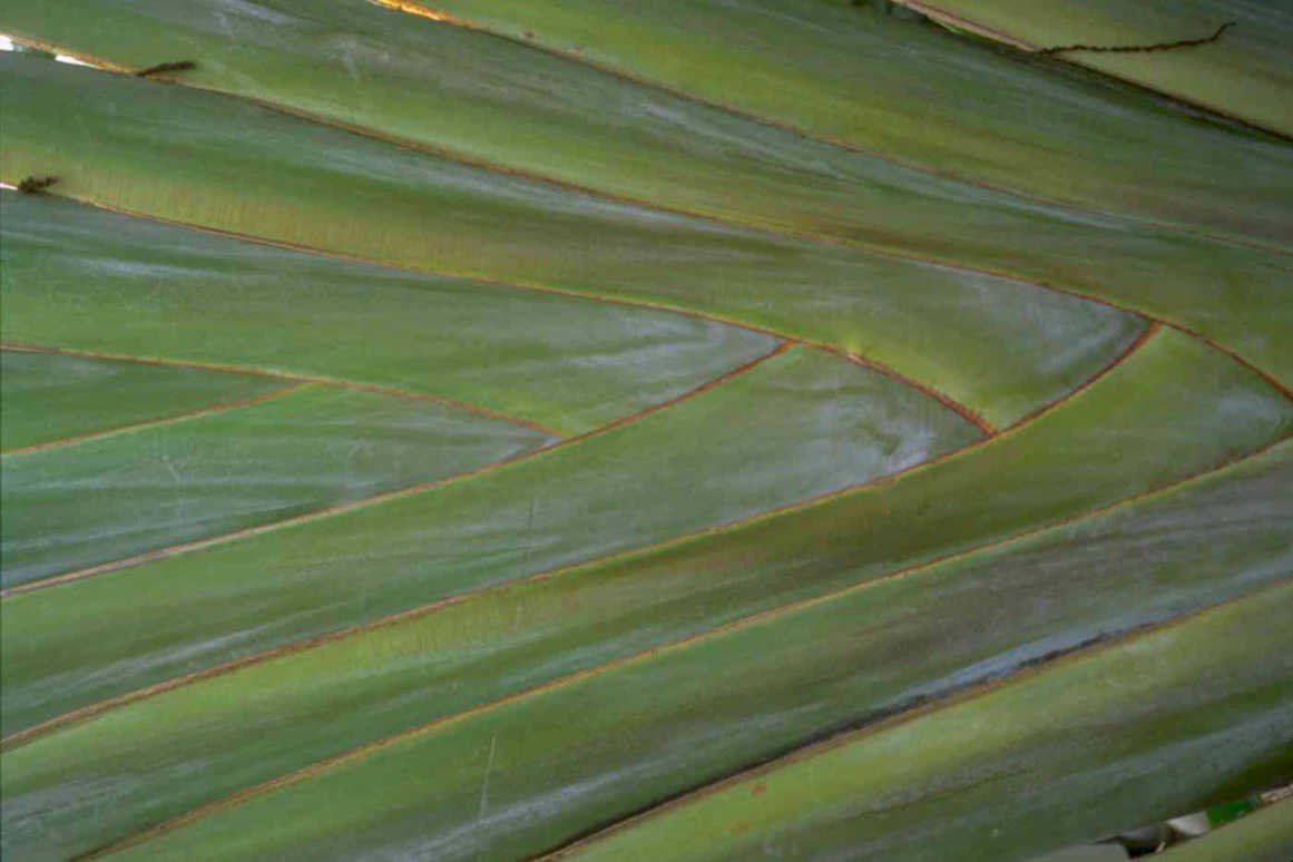 bird paradise leaf Tropical Plant 1980s A4 Photo Print
