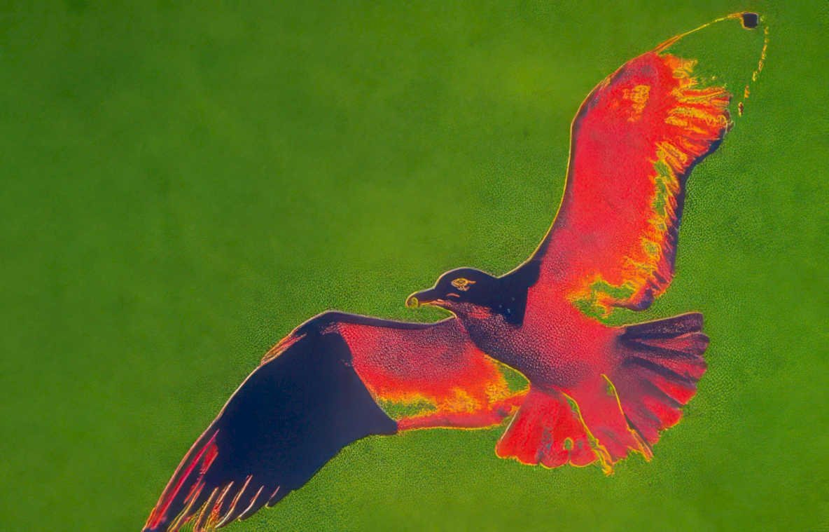bird prey field Vintage A4 Photo Print