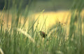 bird reeds nuthatch Vintage A4 Photo Print