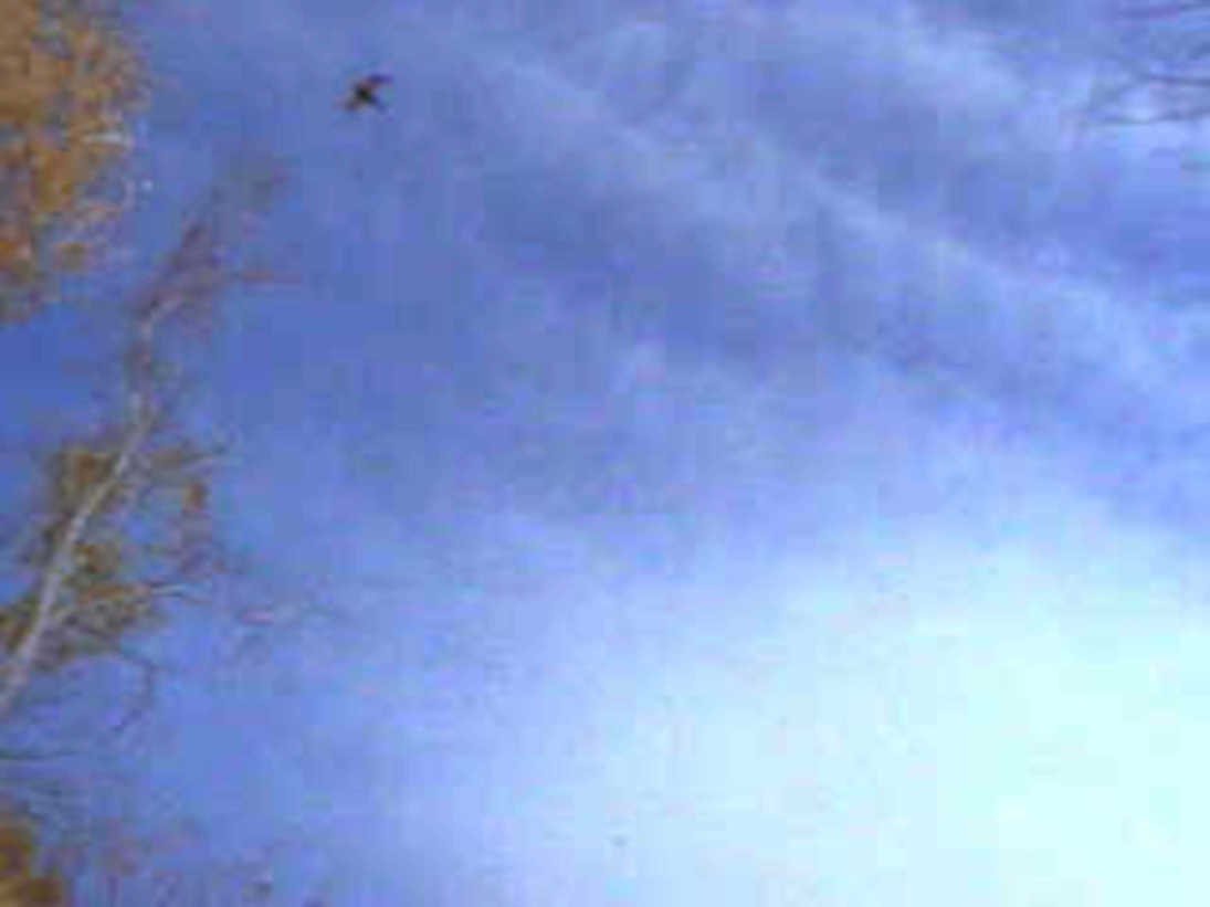 bird sky autumn1980s 1990s A4 Photo Print