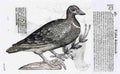 bird1 Art A4 Photo Print