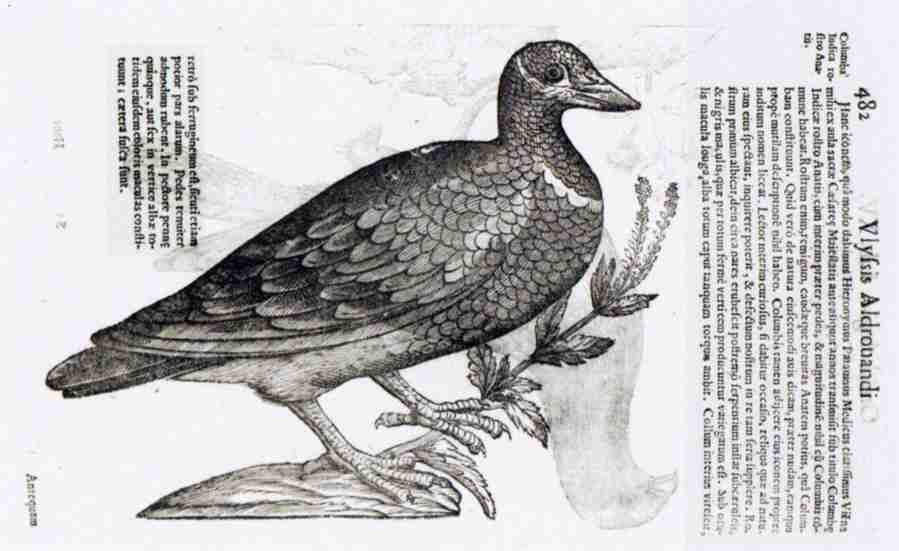bird1 Art A4 Photo Print