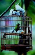 birdcage wagtail1980s 1990s A4 Photo Print