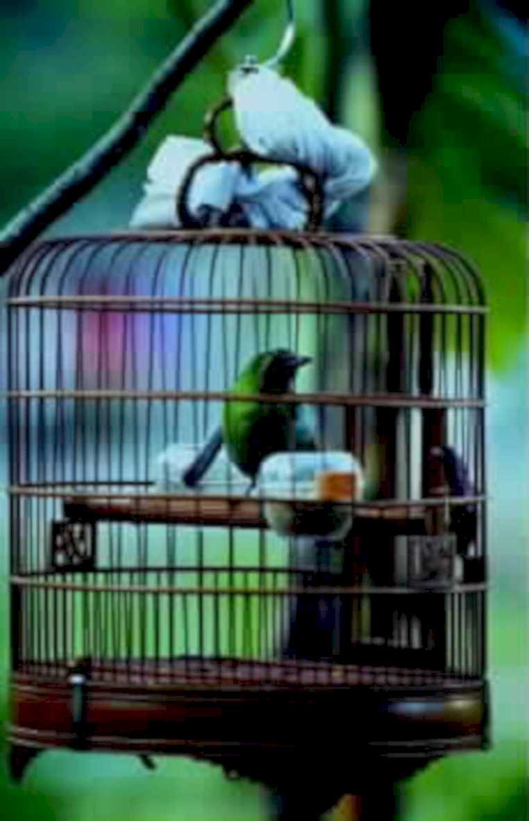 birdcage wagtail1980s 1990s A4 Photo Print