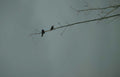 birds branch gray Vintage A4 Photo Print