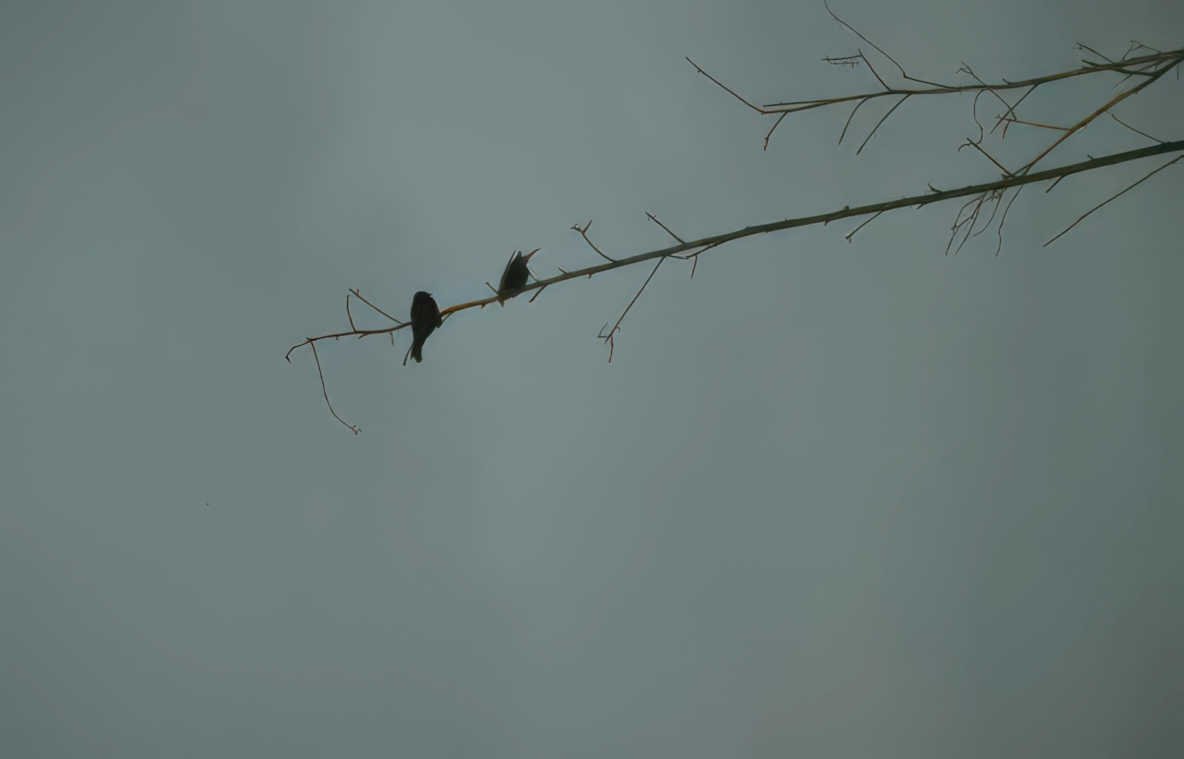 birds branch gray Vintage A4 Photo Print