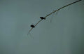 birds branch sky Vintage A4 Photo Print