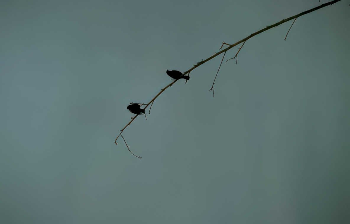 birds branch sky Vintage A4 Photo Print