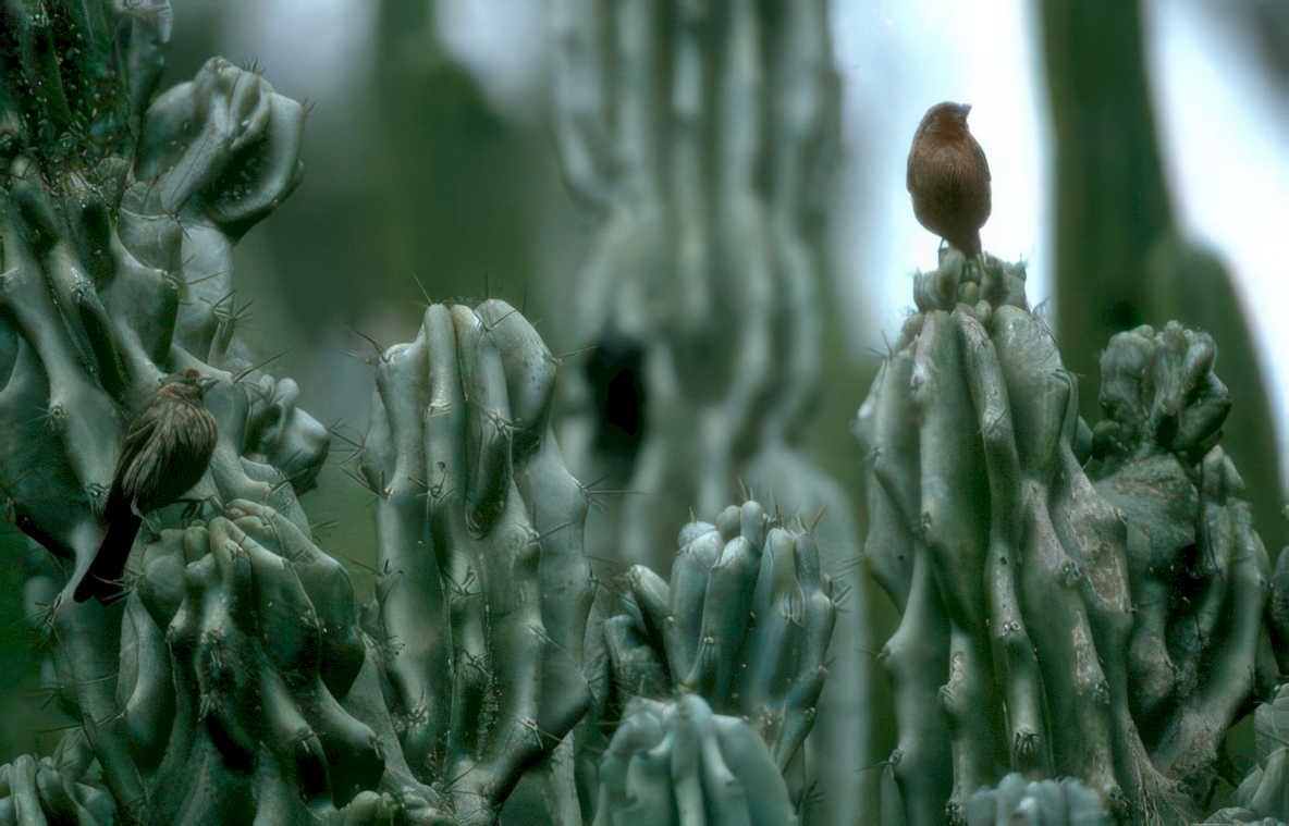 birds cacti arizona Vintage A4 Photo Print