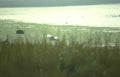birds egrets lagoon Vintage A4 Photo Print