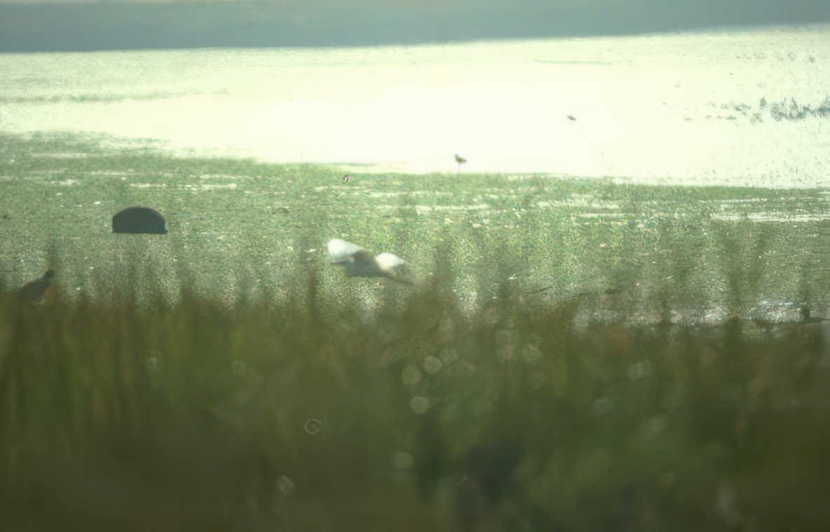 birds egrets lagoon Vintage A4 Photo Print