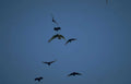 birds flight dusk Vintage A4 Photo Print