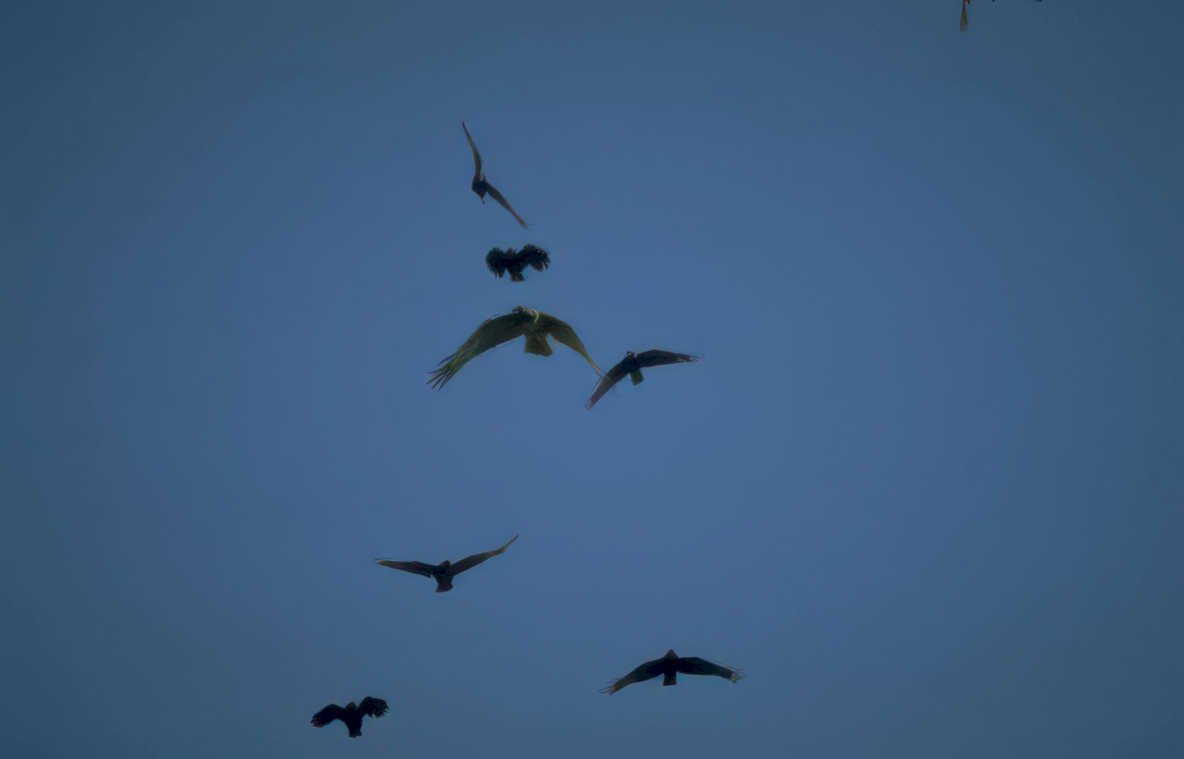 birds flight dusk Vintage A4 Photo Print