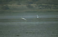 birds gulls water Vintage A4 Photo Print