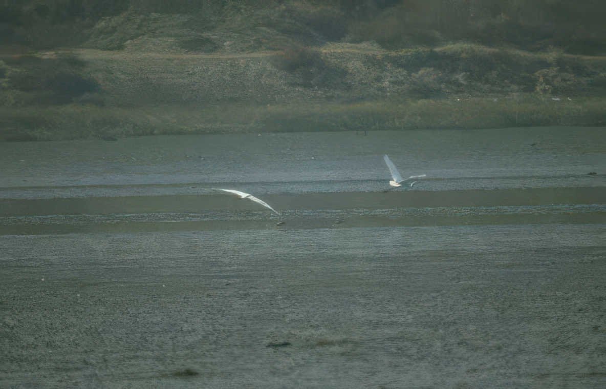 birds gulls water Vintage A4 Photo Print