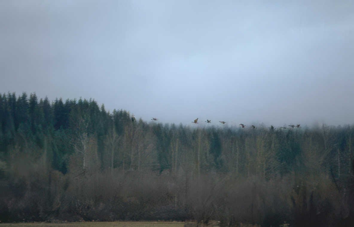 birds hills forest Vintage A4 Photo Print