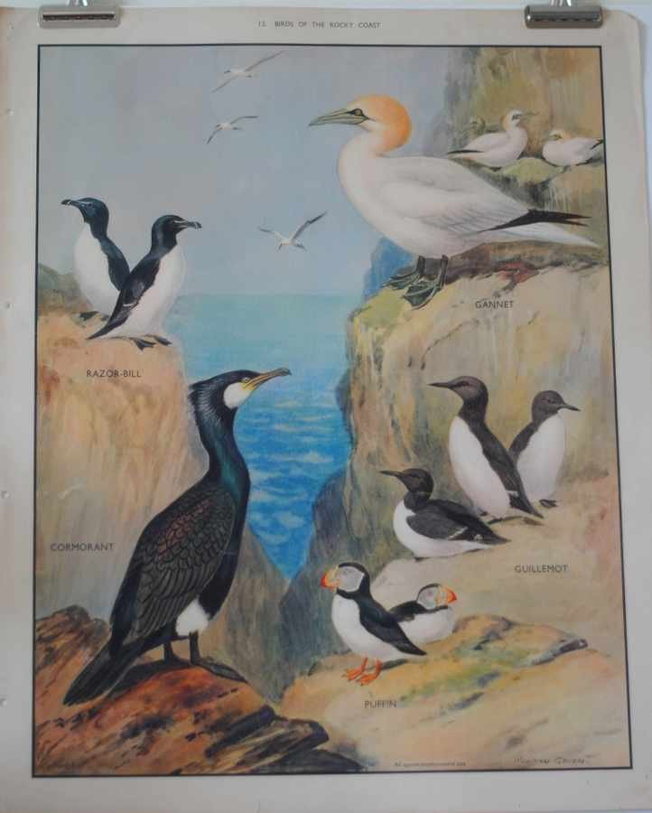 birds of rocky coast Vintage Advert A4 Photo Print