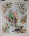 birds of woodland Vintage Advert A4 Photo Print