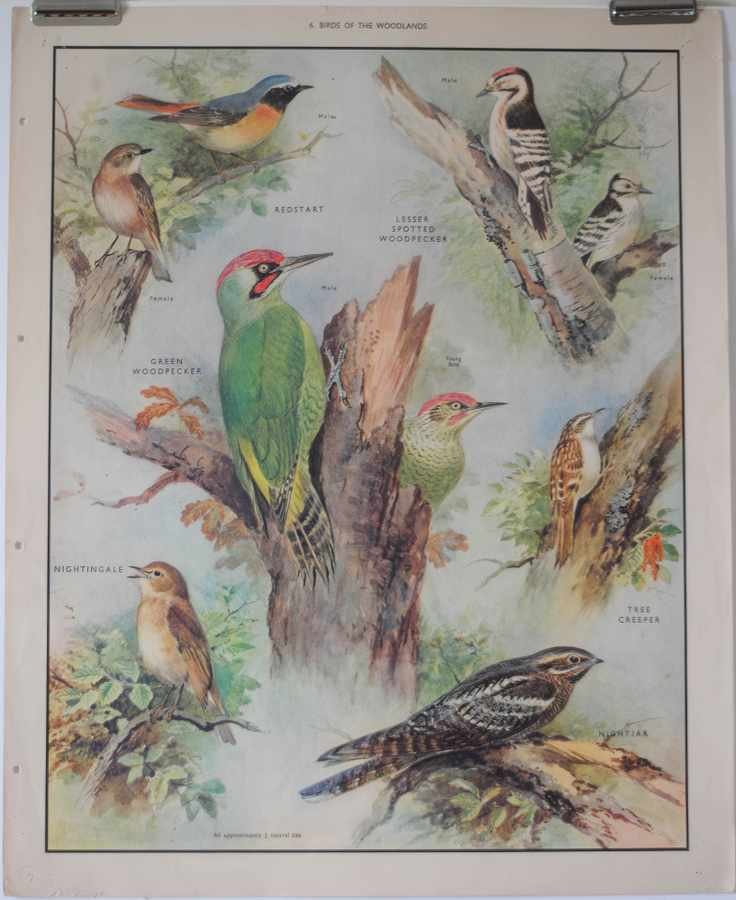 birds of woodland Vintage Advert A4 Photo Print