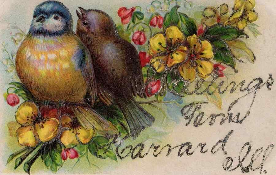 birds real glitter garrard kentucky usa embossed greetings old 183954 A4 Photo Print