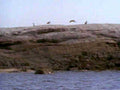 birds rock gulls1980s 1990s A4 Photo Print