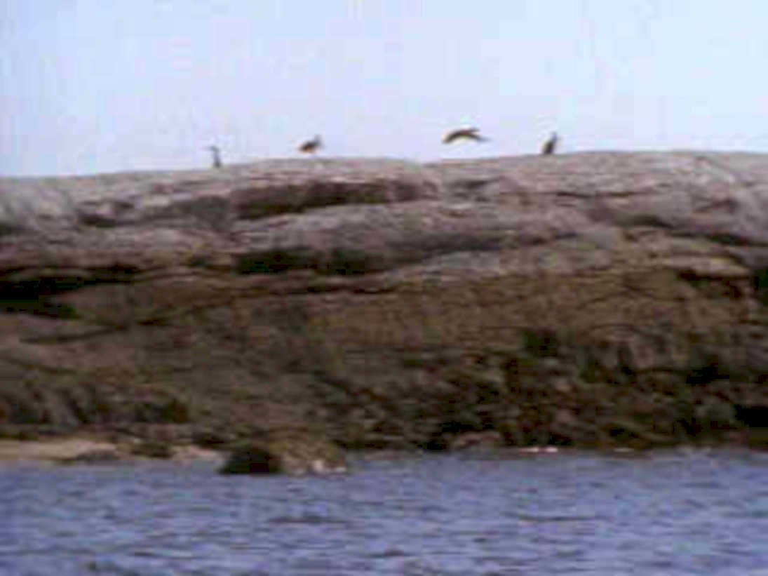 birds rock gulls1980s 1990s A4 Photo Print