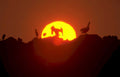 birds sunset chimps Vintage A4 Photo Print