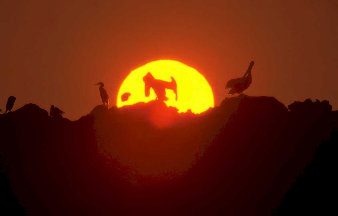 birds sunset chimps Vintage A4 Photo Print