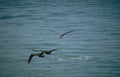 birds terns ocean Vintage A4 Photo Print