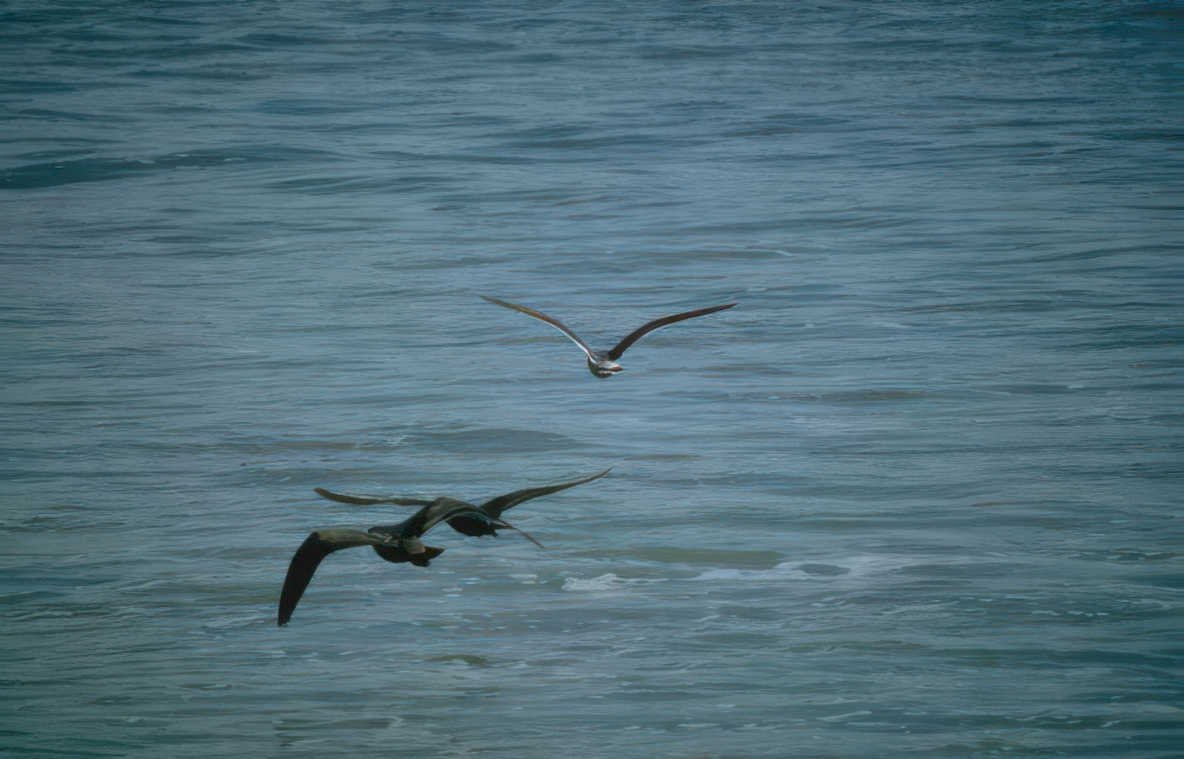 birds terns ocean Vintage A4 Photo Print