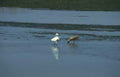 birds wetland egrets Vintage A4 Photo Print