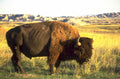 bison badlands golden 1980s 1990s A4 Photo Print
