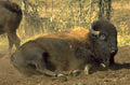 bison dirt 1980s 1990s A4 Photo Print