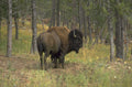 bison forest yellowstone 1980s 1990s A4 Photo Print