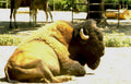 bison gravel zoo Vintage A4 Photo Print
