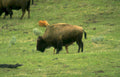 bison herd yellowstone 1 Vintage A4 Photo Print
