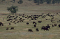 bison herd yellowstone 1980s 1990s A4 Photo Print