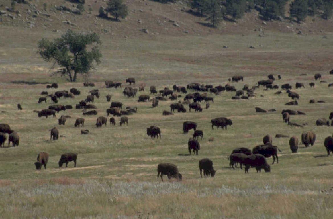 bison herd yellowstone 1980s 1990s A4 Photo Print