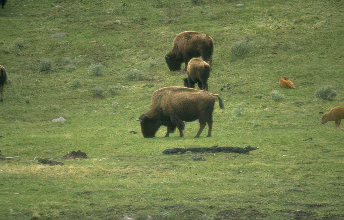 bison herd yellowstone 2 Vintage A4 Photo Print